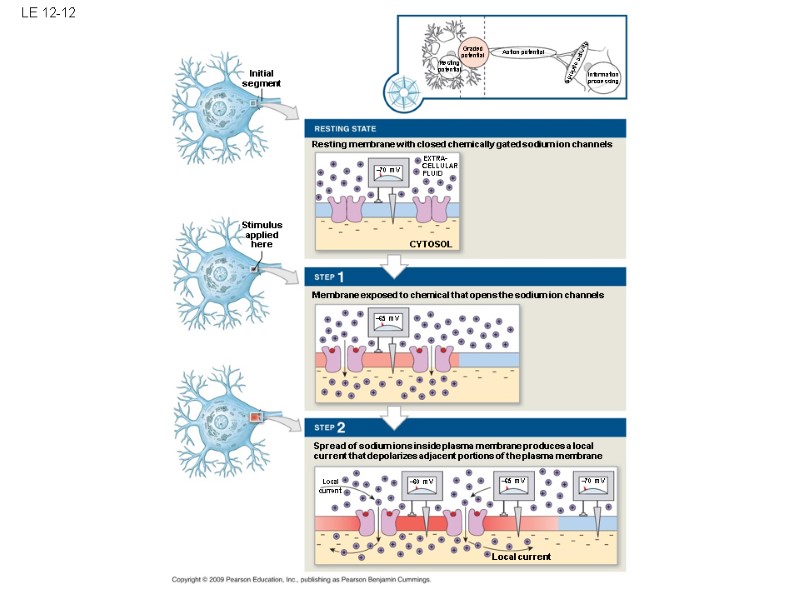 LE 12-12 Initial segment Stimulus applied here Resting membrane with closed chemically gated sodium